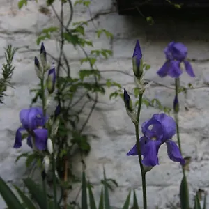 Les Iris Frühstückspension